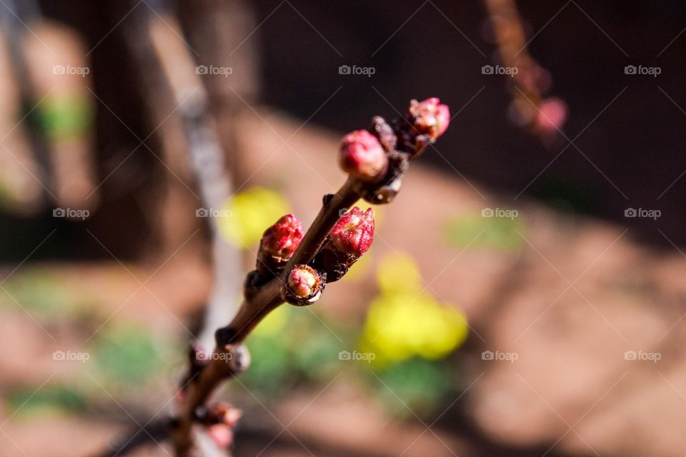 Apricot tree bud