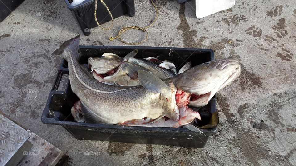 huge cod fish caught in newfoundland. .a good 40 lbs or so...