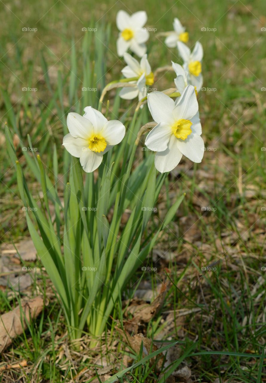 narcissus flowers spring nature