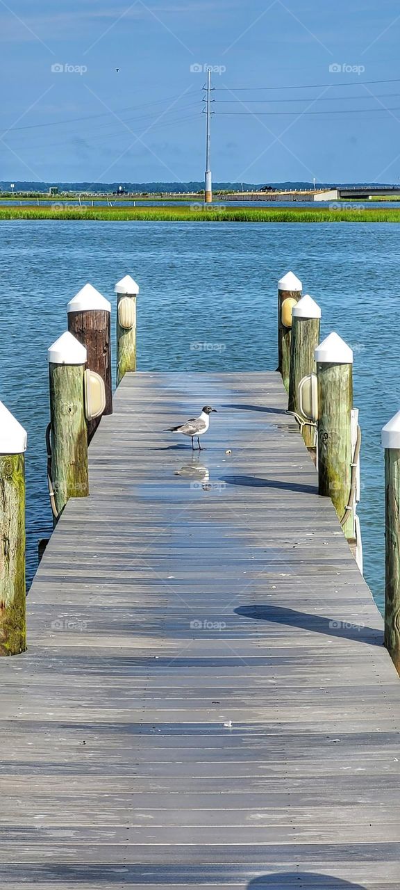 the gull and the dock