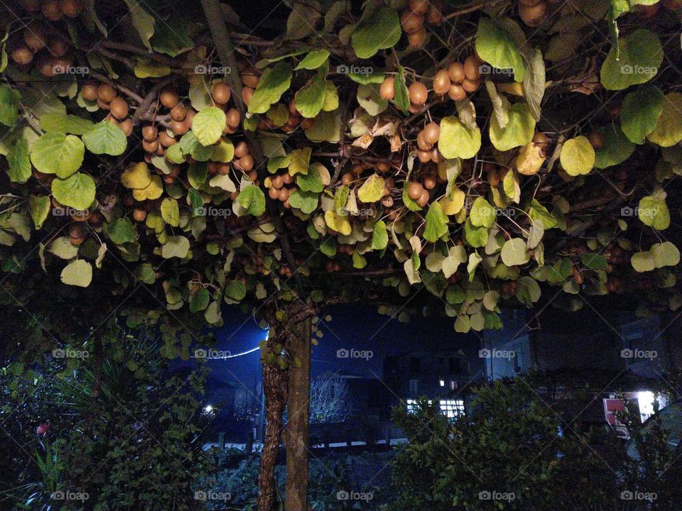 Kiwi paradiso ,fruit heaven