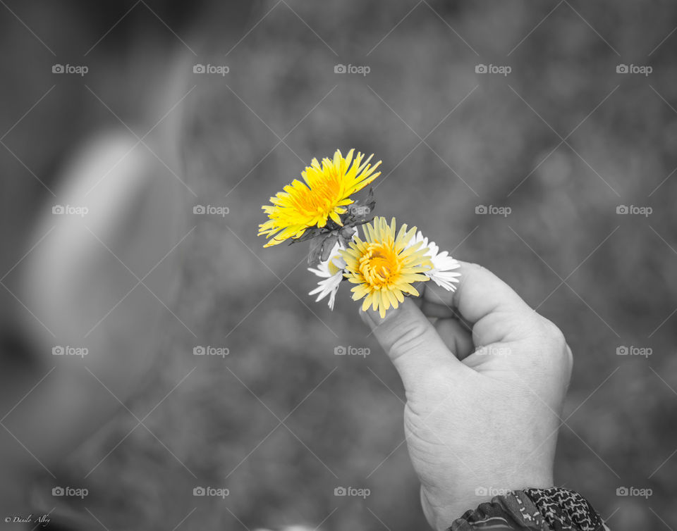Yellow Flower in Kids Hand 