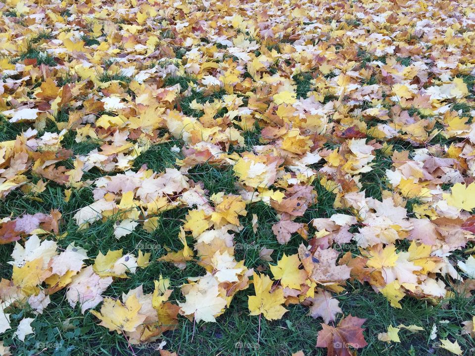 My autumn garden is strewn with golden leaves like sun lobes