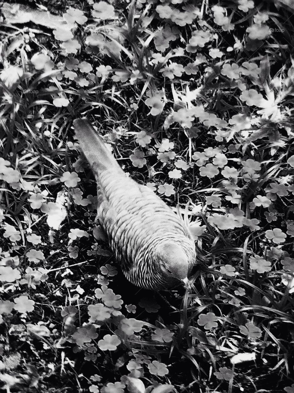 A dove in black and white