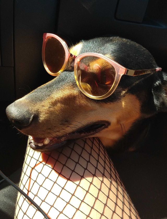 Happy dog with sunglasses