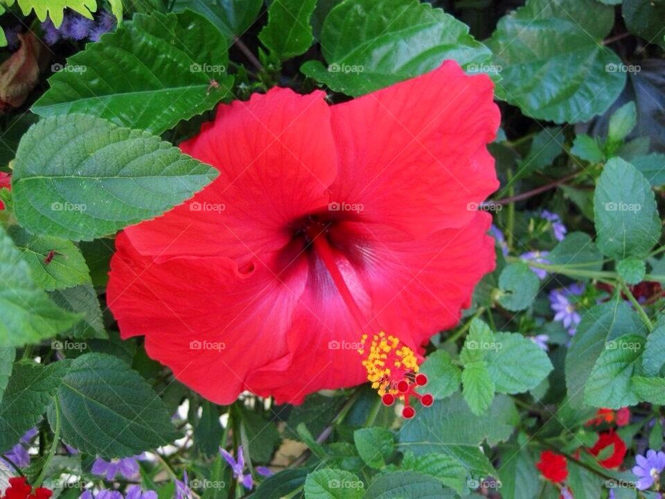 Summer in Charleston