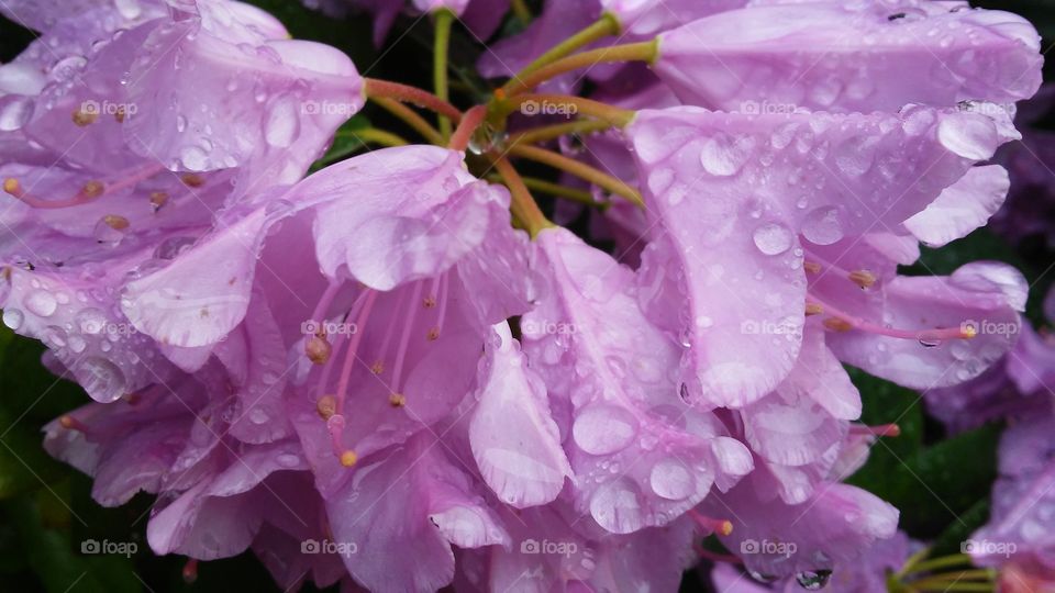 water drops. beauty