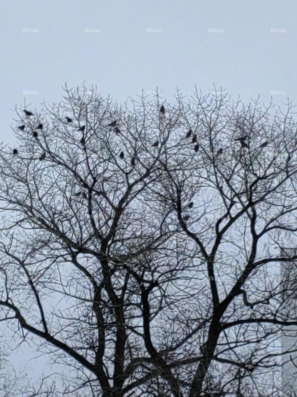 Вороны прилетели