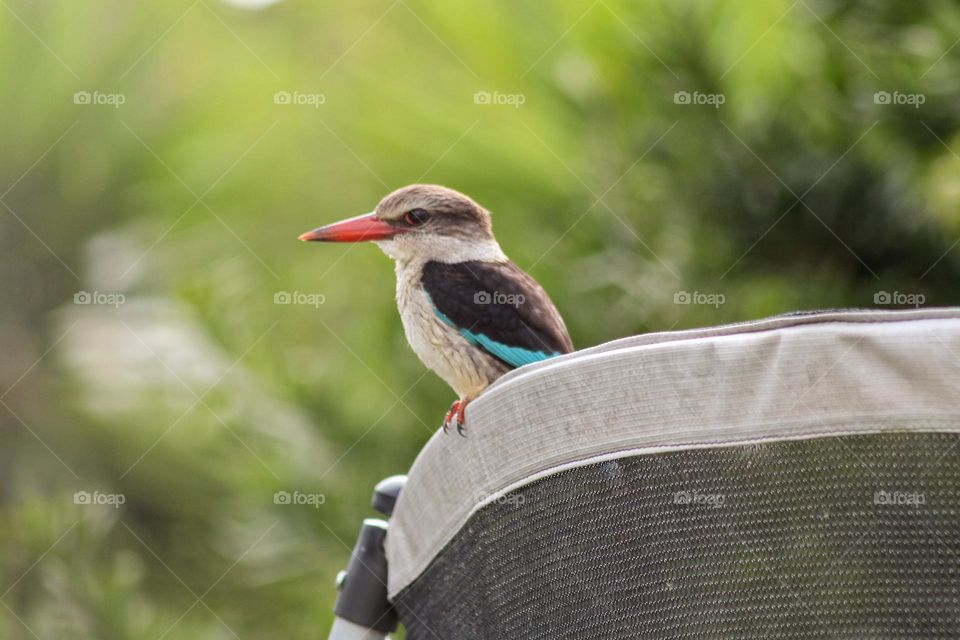 Brown hooded kingfisher