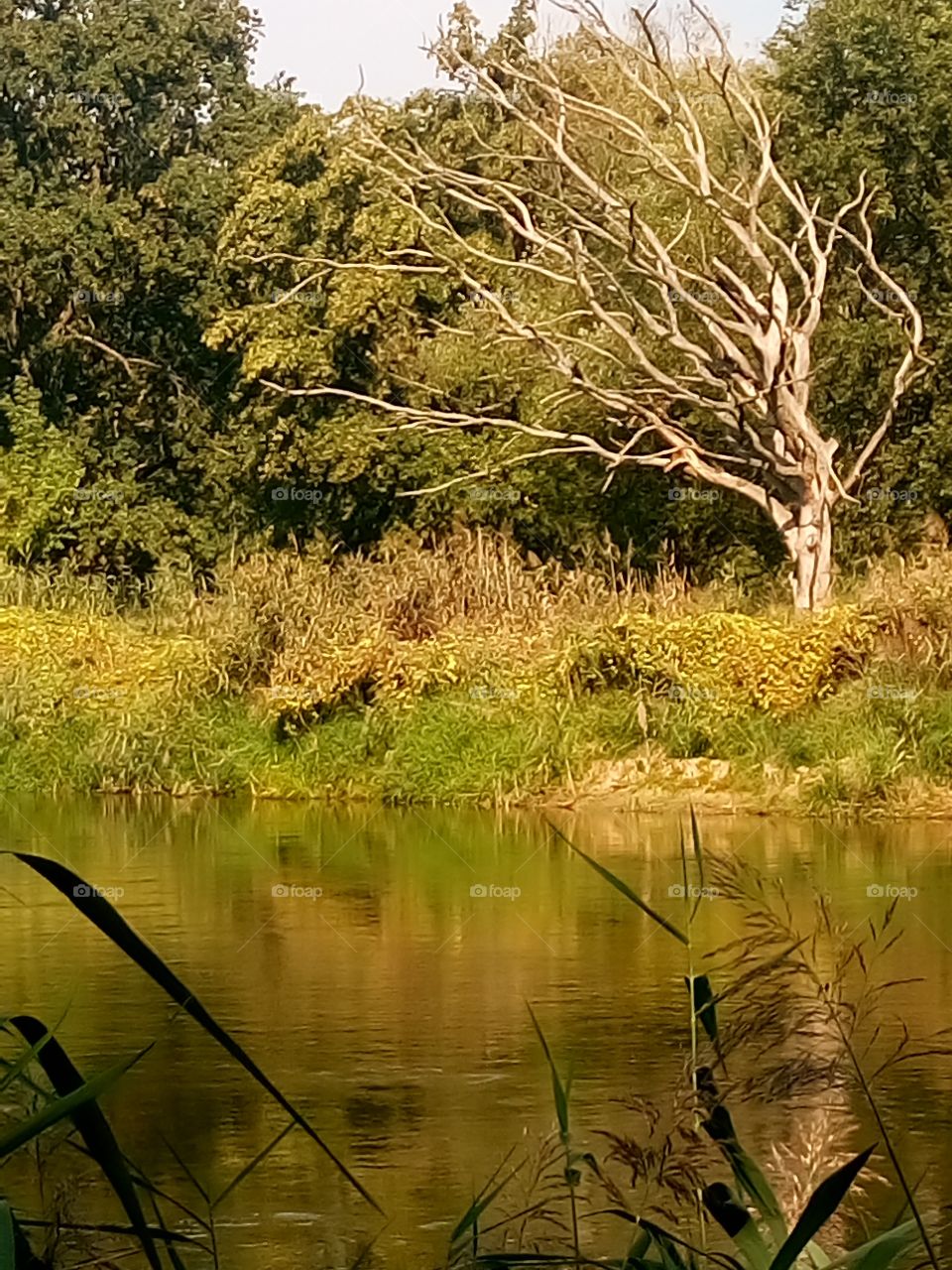 polish nature,  dead tree at the river