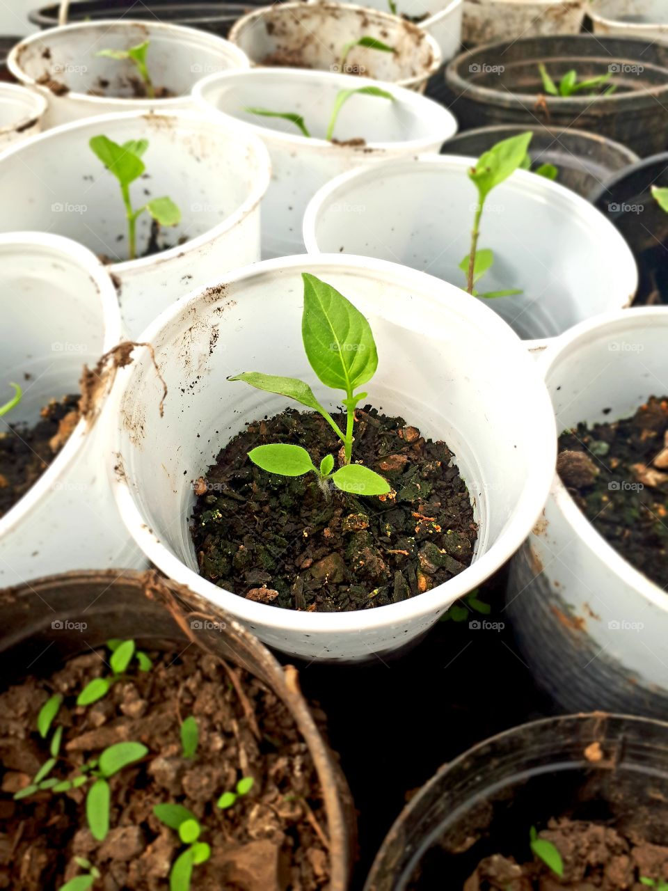 peppers are ready for planting