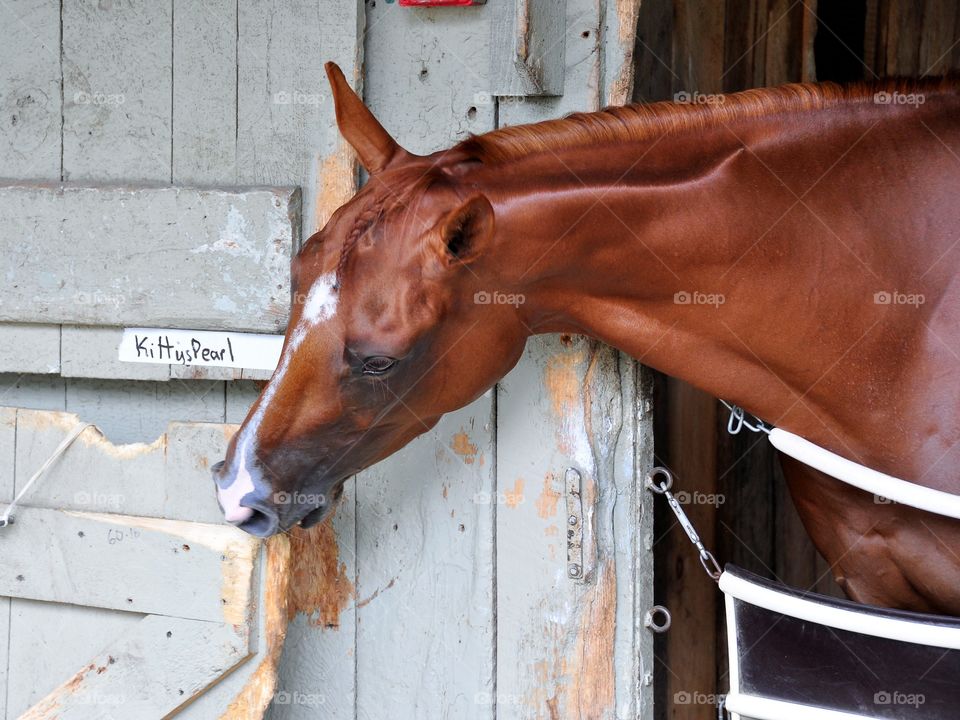 Hopes Roar. A red chestnut filly in the Bruce Brown stable is happy chewing on the barn door.
Zazzle.com/FLEETPHOTO