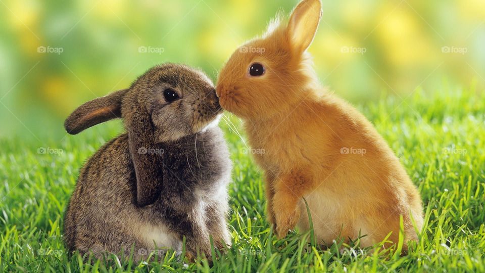 cute rabbits