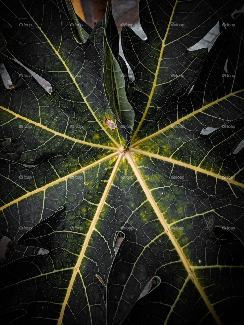 Papaya leaves are unique in color