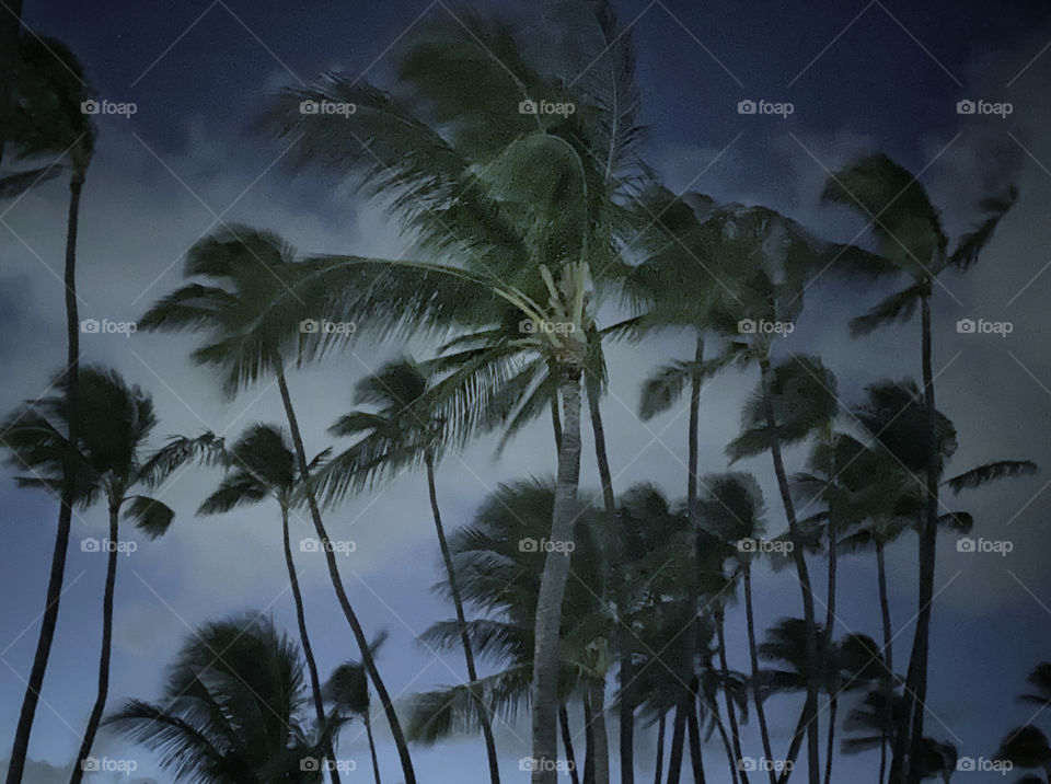 Trade winds blowing coconut palm trees 