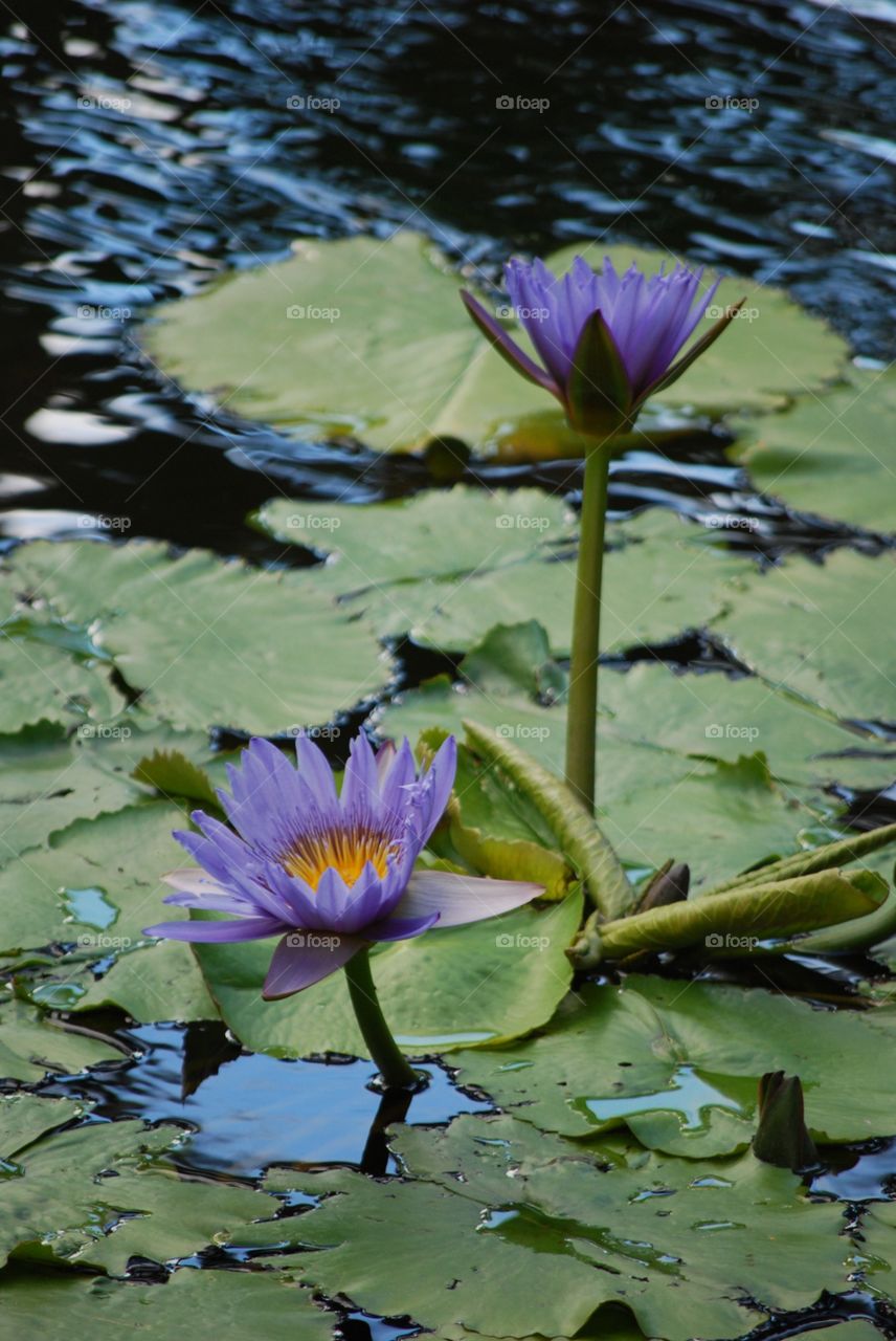 Purple water lilies 