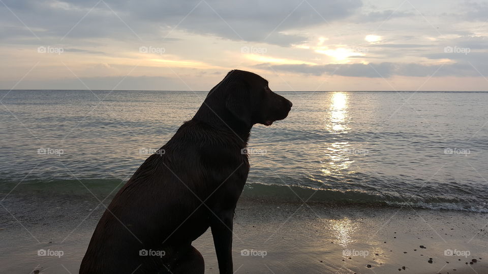 Chocolate Lab watching sunrise over lake with waves rolling in