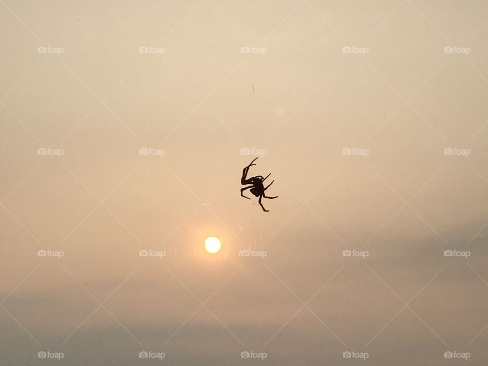 Silhouetted spider with sun