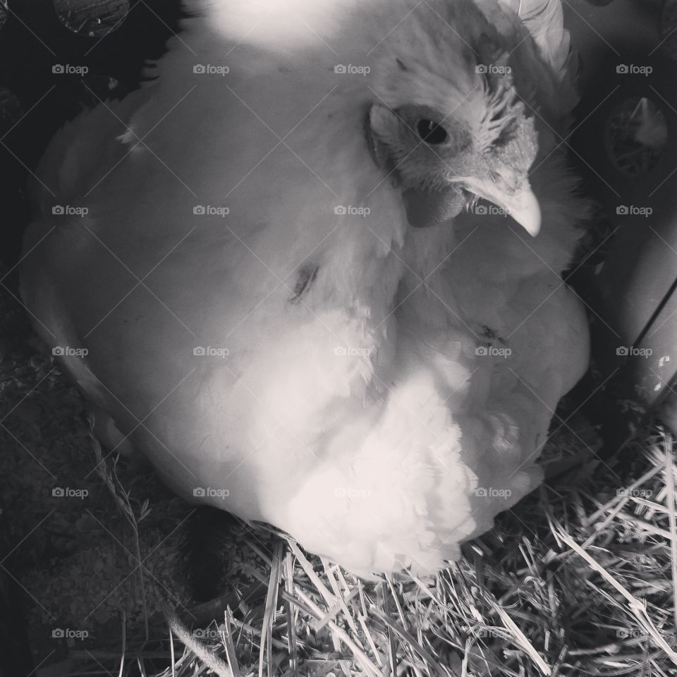 broody hen