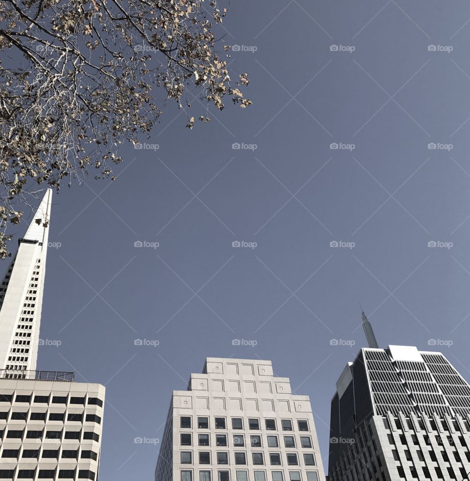 San Francisco skyscrapers 