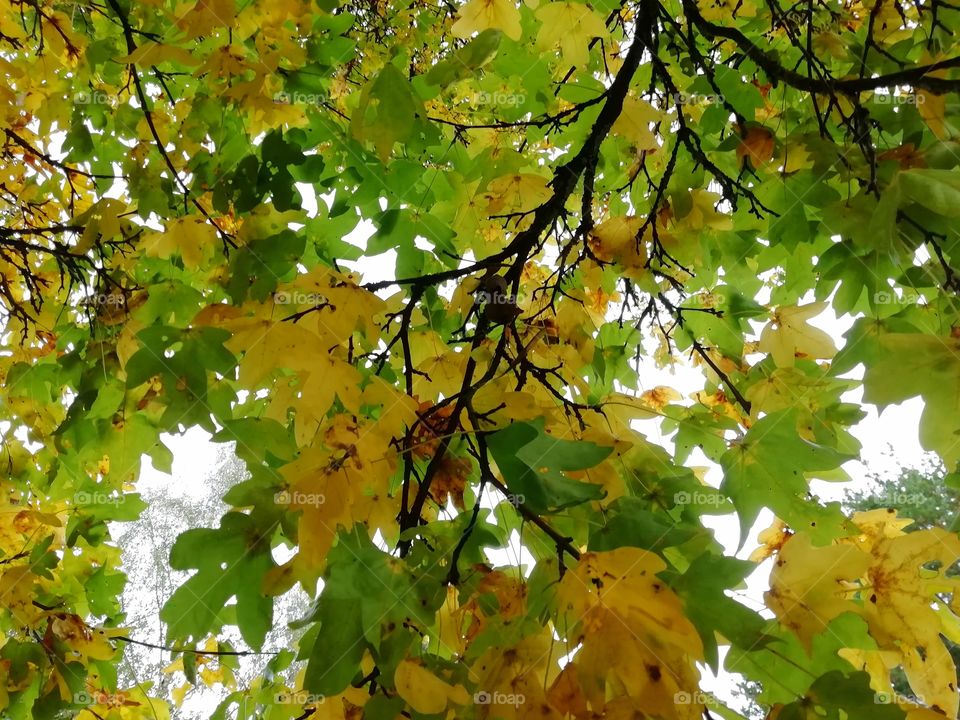 Turning leaves, autumn