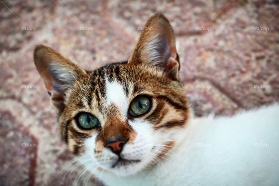A cat from Djerba, Tunisia