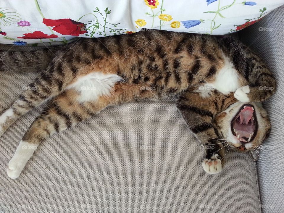 Yawning cat
