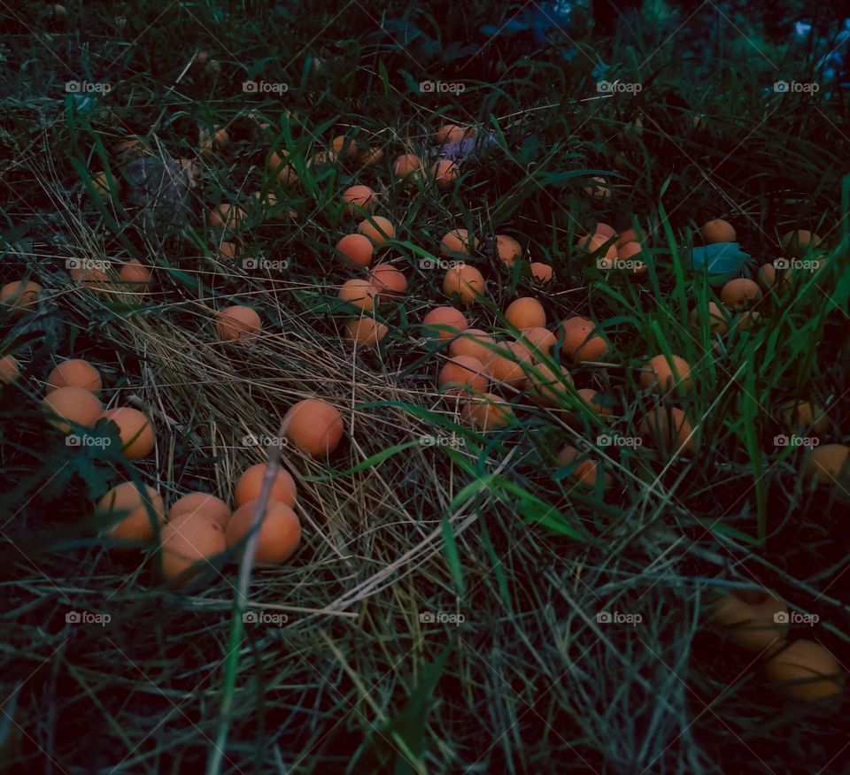 Wild nutritious apricot