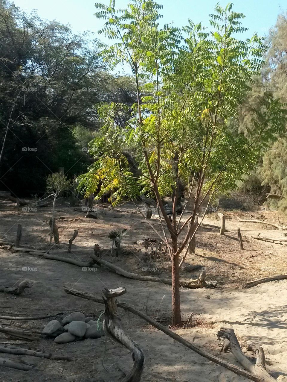 wild and free, natural garden