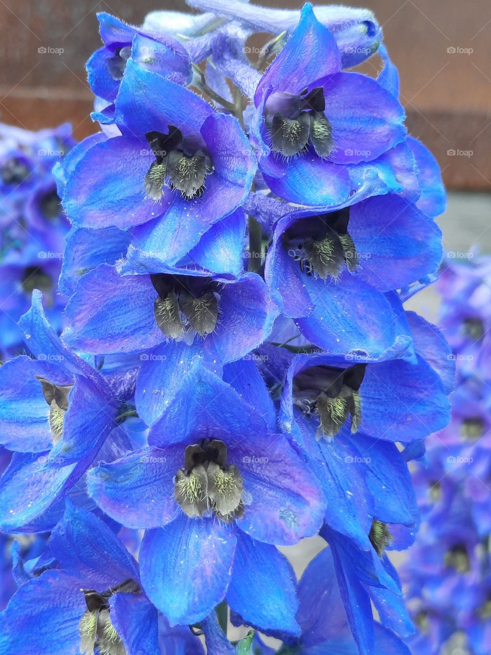 close-up of electric blue delphinium flowers