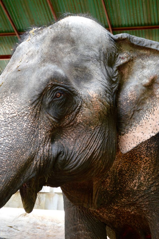 Elephant 
