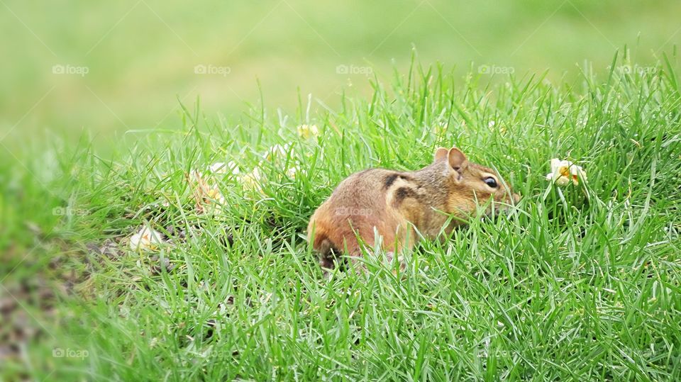 Chipmunk in grass