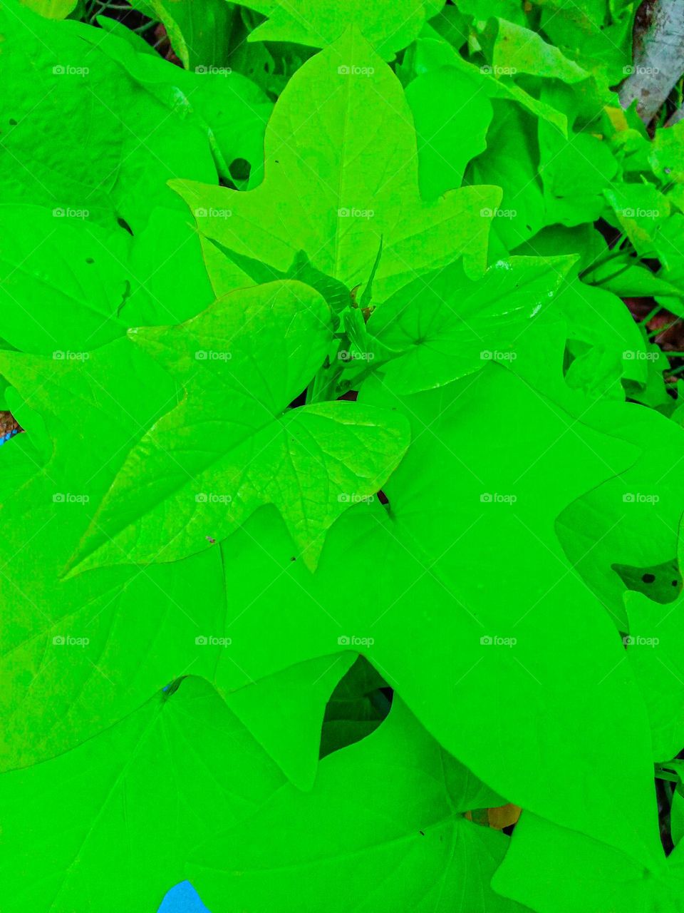 green leaves in the flower pot garden