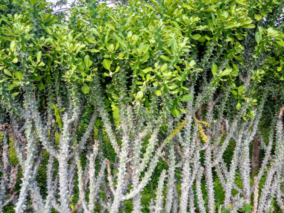 desert tree cactus with leaf