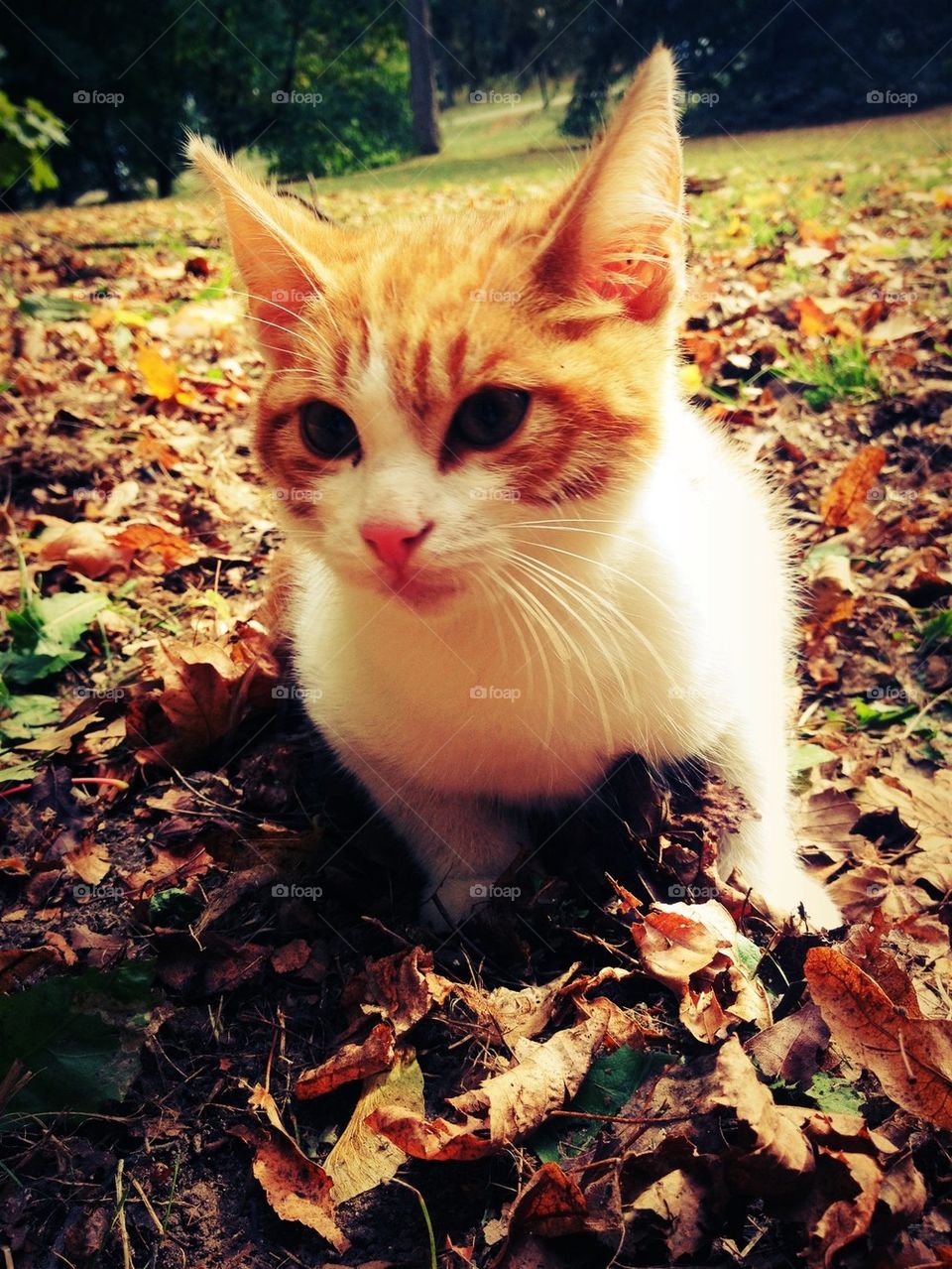 red white sweet cat by bubu