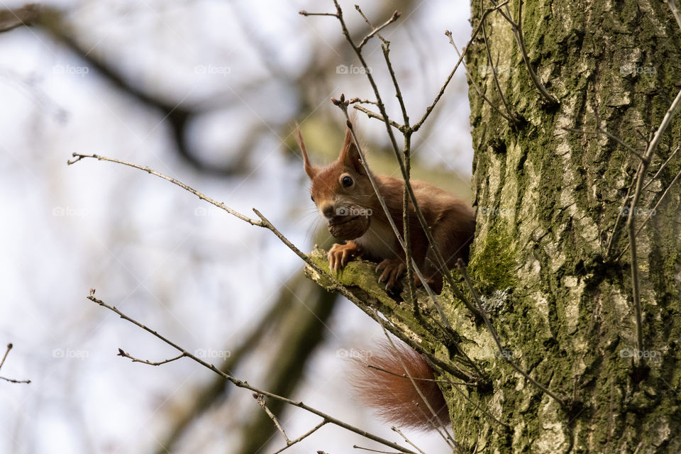 A portrait of a squirrel I encountered by accident in the woods with a walnut in its mouth.