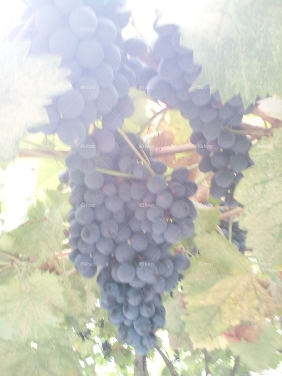 grapes