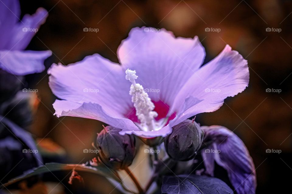 A purple flower