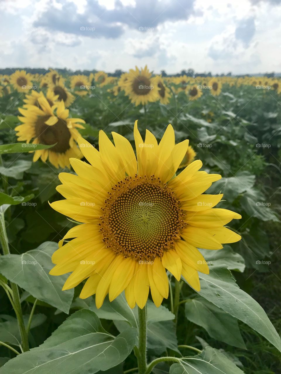 Sunflowers stand tall
