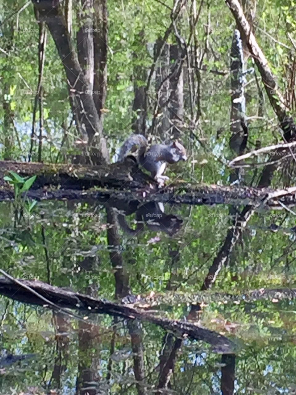 Squirrel play!  Spring fun.