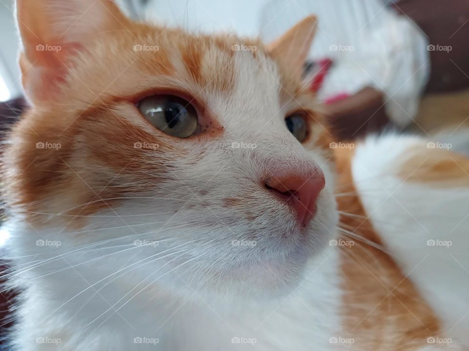 Tom my cat decided to lay on my lap so I decided to get a close up. almost nap time.