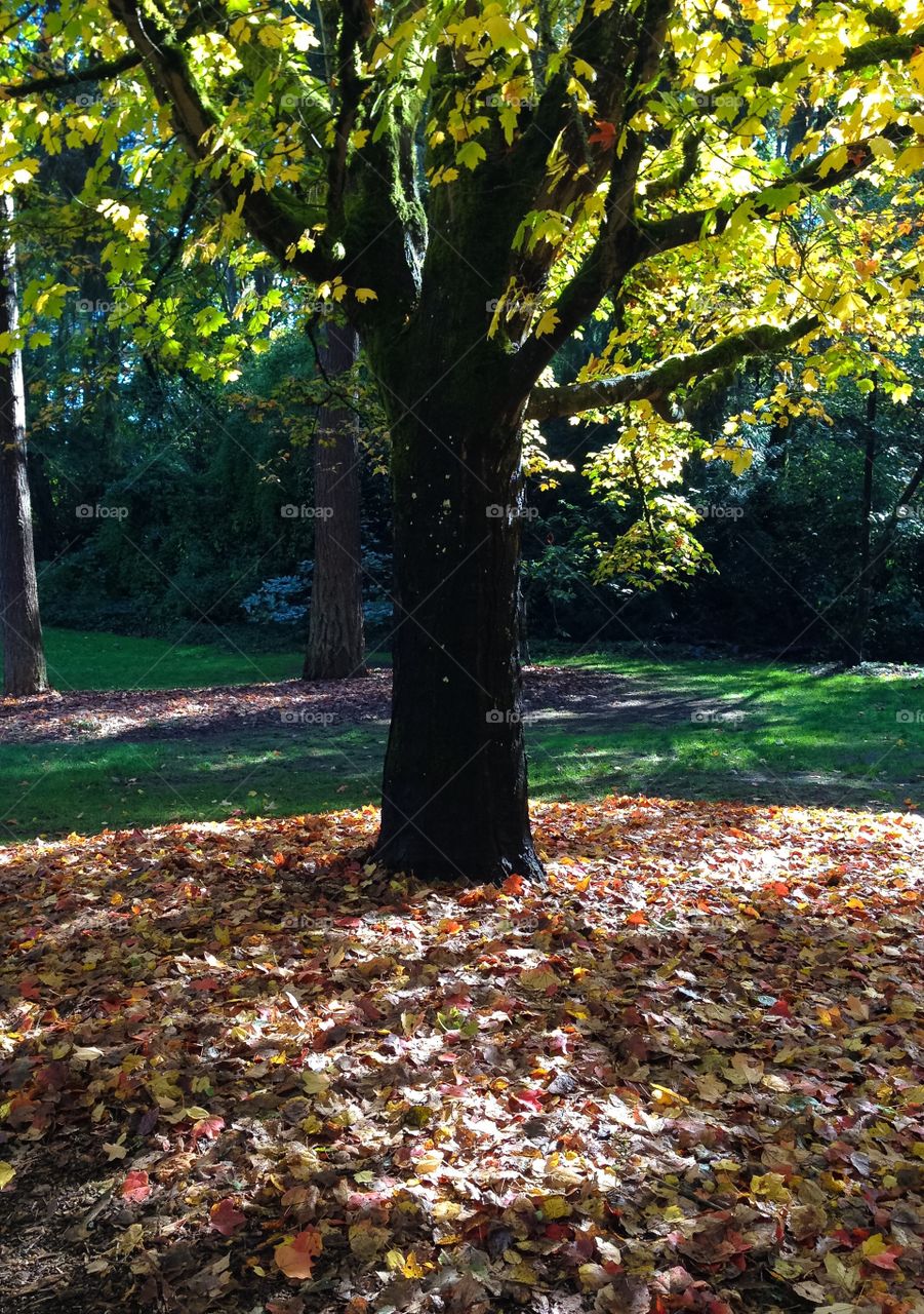Fall, Leaf, Tree, Wood, No Person