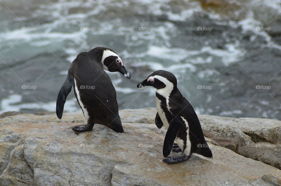 African penguins in South Africa