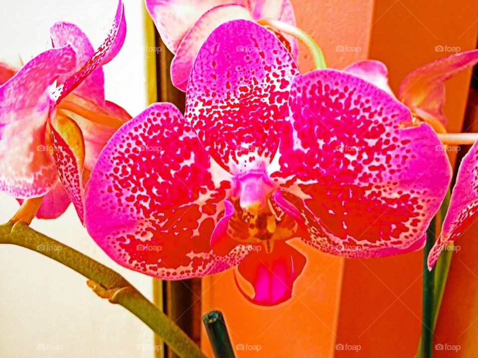 Orchid beauty