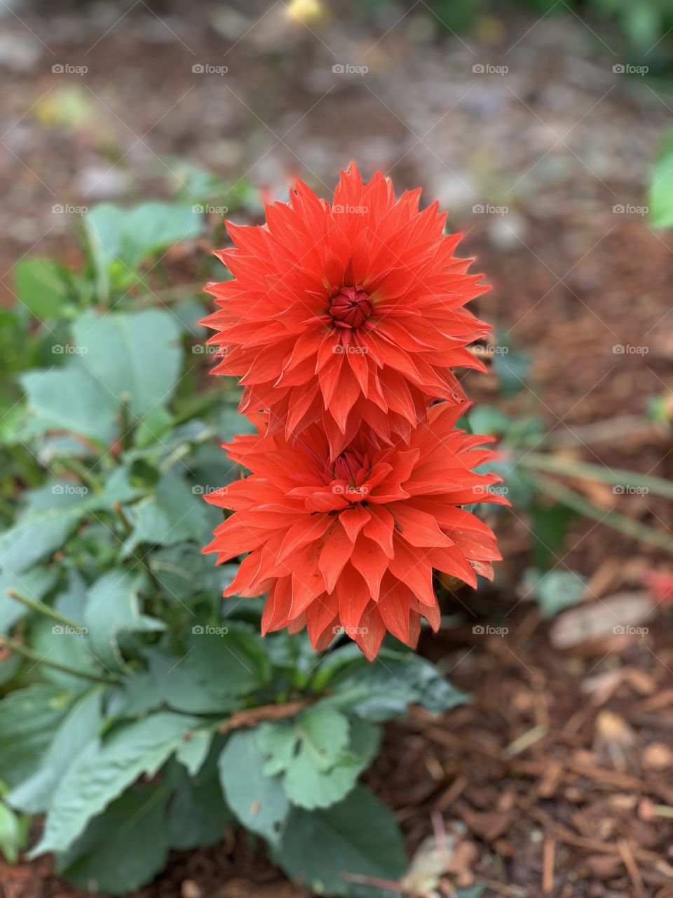 Dahlia 