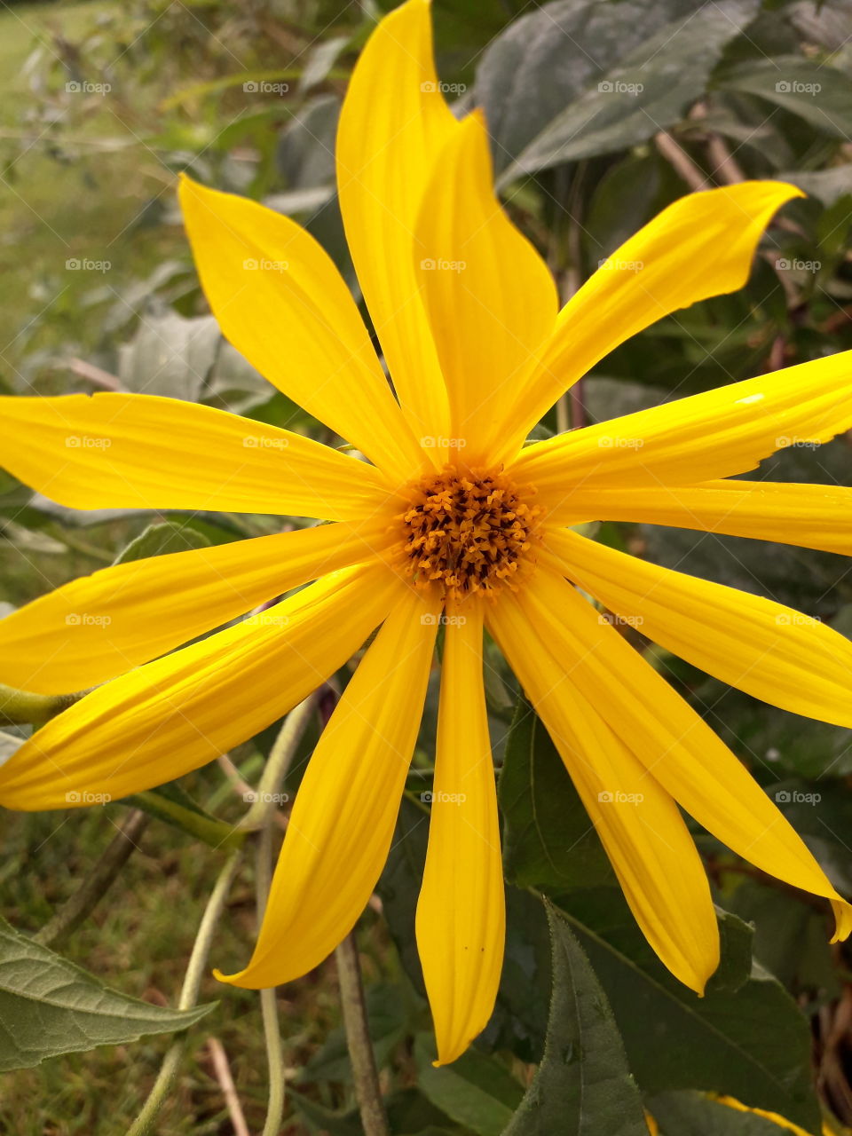 yellow Jerusalem artichoke flower