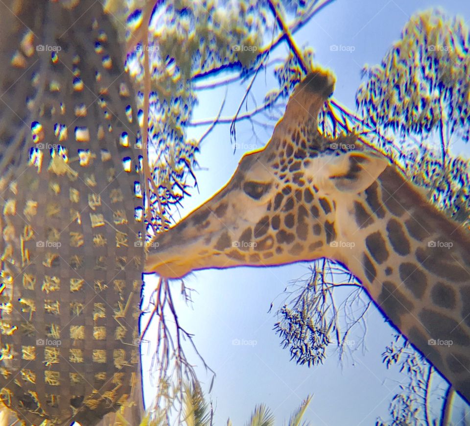 Giraffe