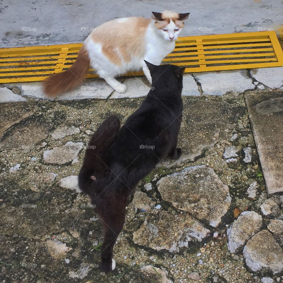 Feline. Rivalry between 2 adult cats