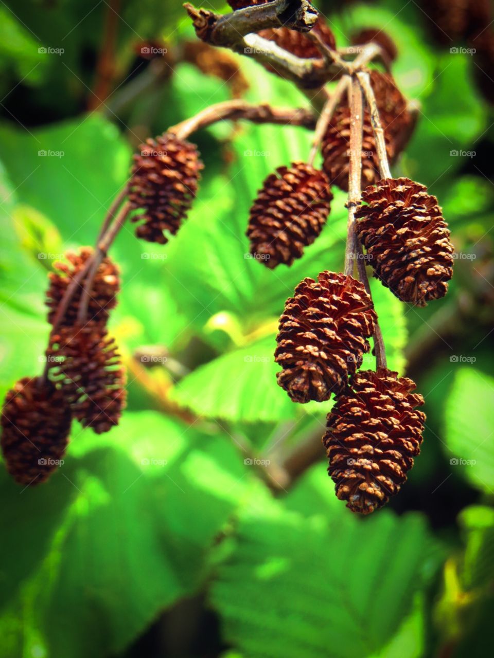 Nova Scotia Conifer. Tine cones in Canada