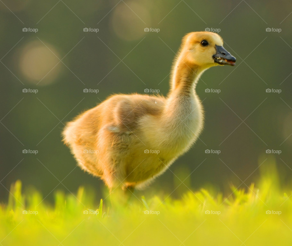 bird goose gosling baby goose by lightanddrawing